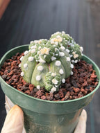 Astrophytum Asterias with Crested Pups | Rare Seed‑Grown Collector Cactus #235