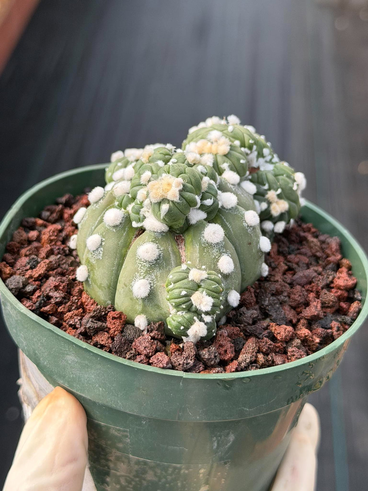 Astrophytum Asterias with Crested Pups | Rare Seed‑Grown Collector Cactus #235