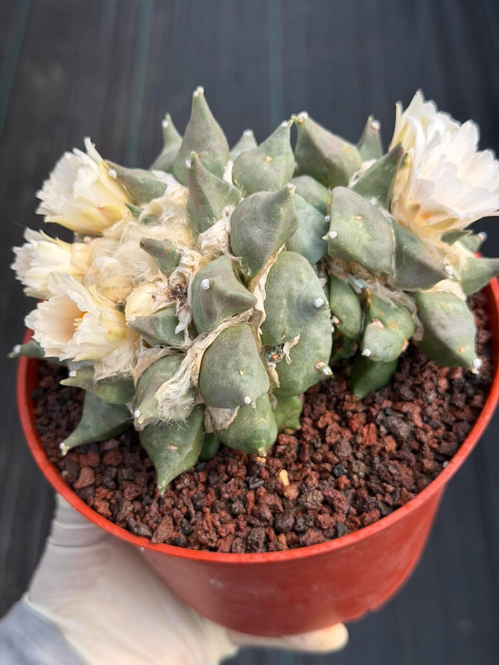 Ariocarpus Retusus Double Head – Rare Collector Cactus 