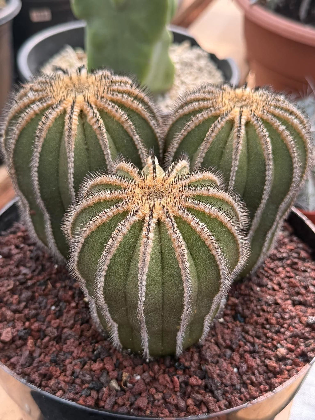Rare 3‑Head Uebelmannia Pectinifera Cactus | Seed‑Grown Collector Specimen #800