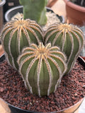 Rare 3‑Head Uebelmannia Pectinifera Cactus | Seed‑Grown Collector Specimen #800