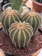 Rare 3‑Head Uebelmannia Pectinifera Cactus | Seed‑Grown Collector Specimen #800