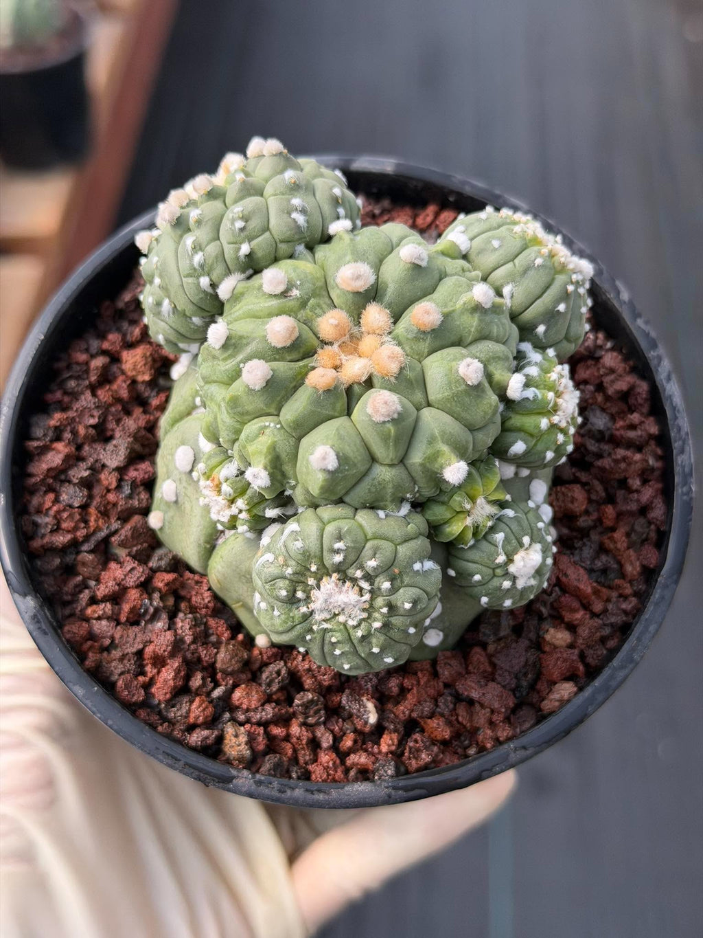 Astrophytum Kikko Cactus w/Pups – Rare Seed Grown Succulent #646