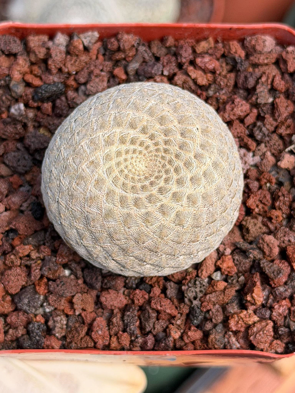 Euphorbia Piscidermis Fish Skin Euphorbia – Rare Succulent Cactus #887 Unique Collector Plant