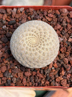 Euphorbia Piscidermis Fish Skin Euphorbia – Rare Succulent Cactus #887 Unique Collector Plant