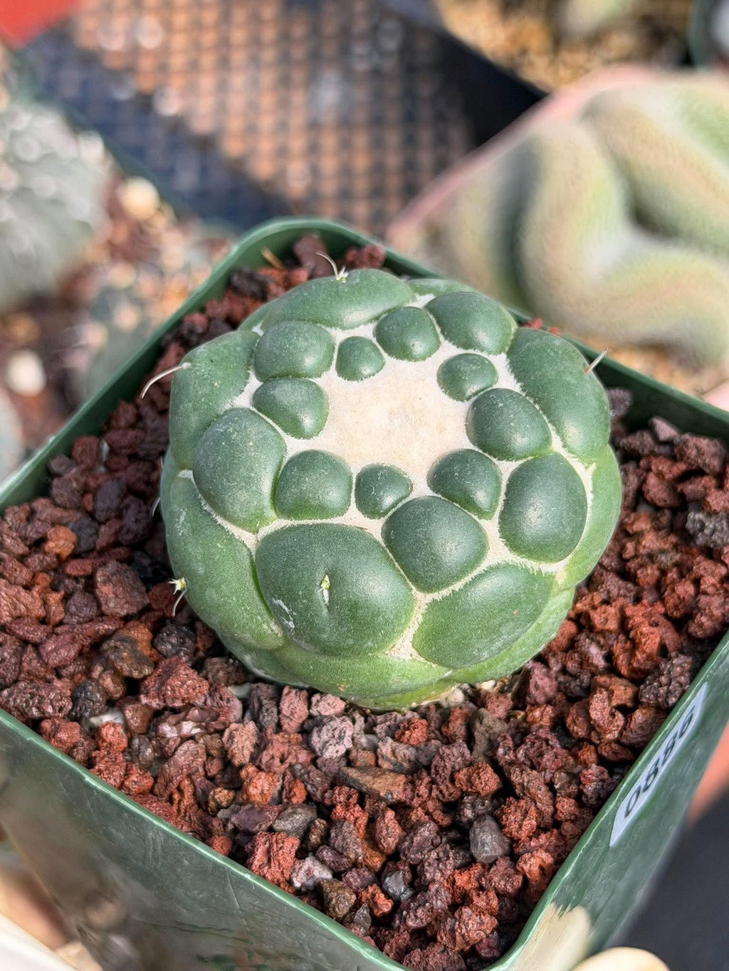 Coryphantha Elephantidens Inermis Spineless Cactus – Rare Succulent #886 Collectors Plant