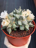 Ariocarpus Retusus Double Head – Rare Collector Cactus 