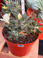 Ariocarpus Trigonus Cluster | Rare Flowering Seed-Grown Cactus | Collector Specimen
