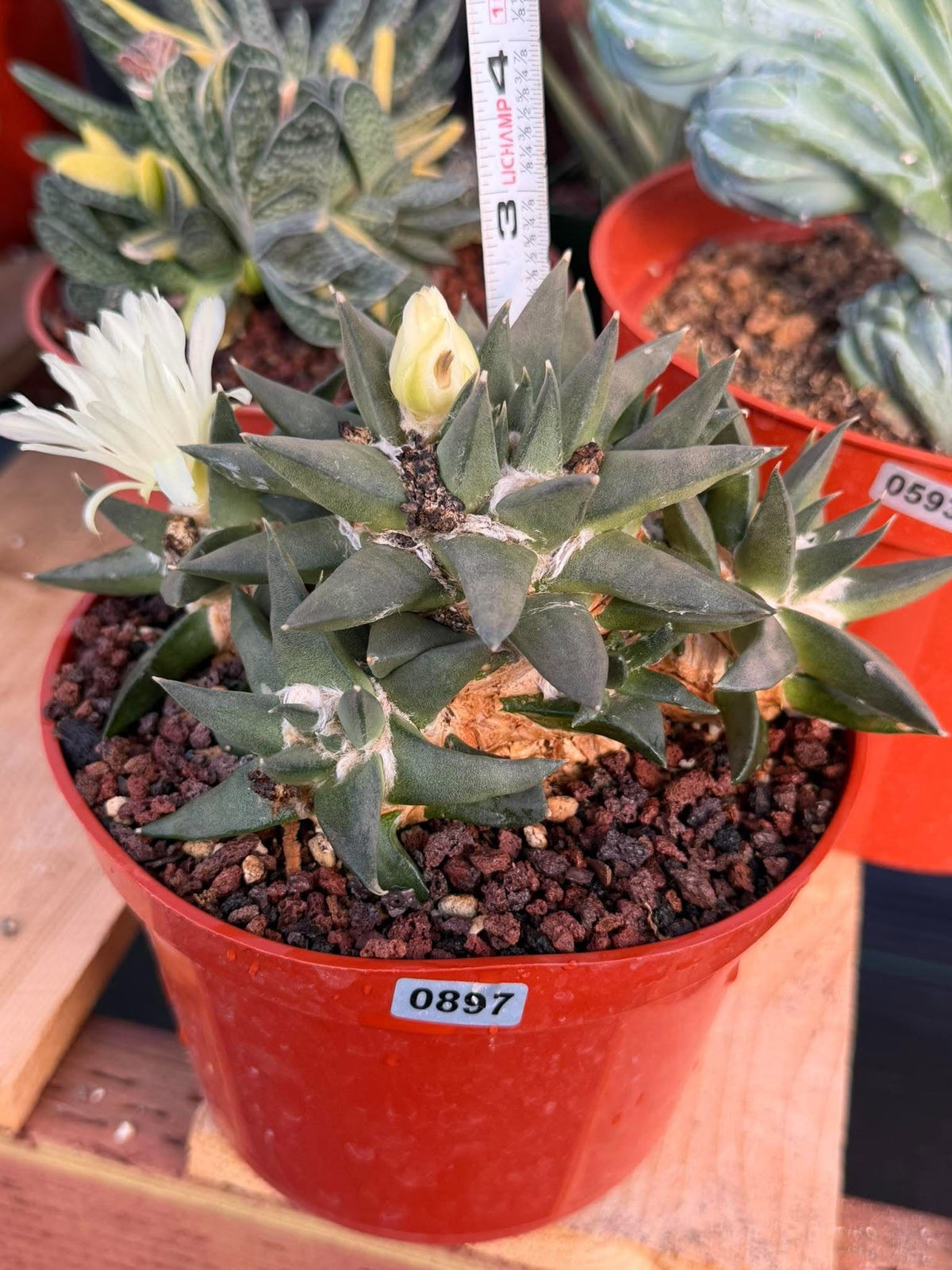 Ariocarpus Trigonus Cluster | Rare Flowering Seed-Grown Cactus | Collector Specimen