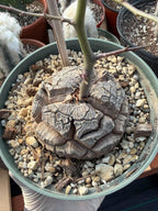 Dioscorea Elephantipes | Rare Seed-Grown Caudiciform Succulent | Turtle Back Plant