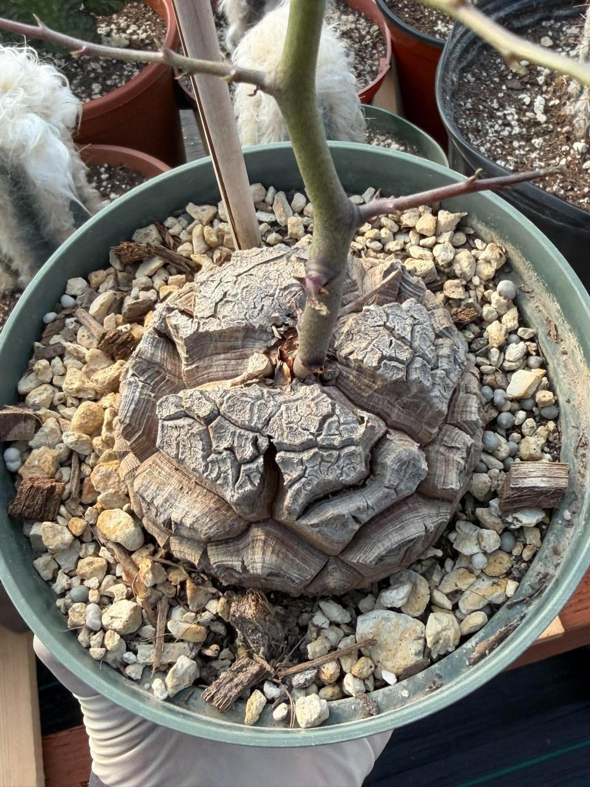 Dioscorea Elephantipes | Rare Seed-Grown Caudiciform Succulent | Turtle Back Plant