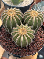 Rare 3‑Head Uebelmannia Pectinifera Cactus | Seed‑Grown Collector Specimen #800