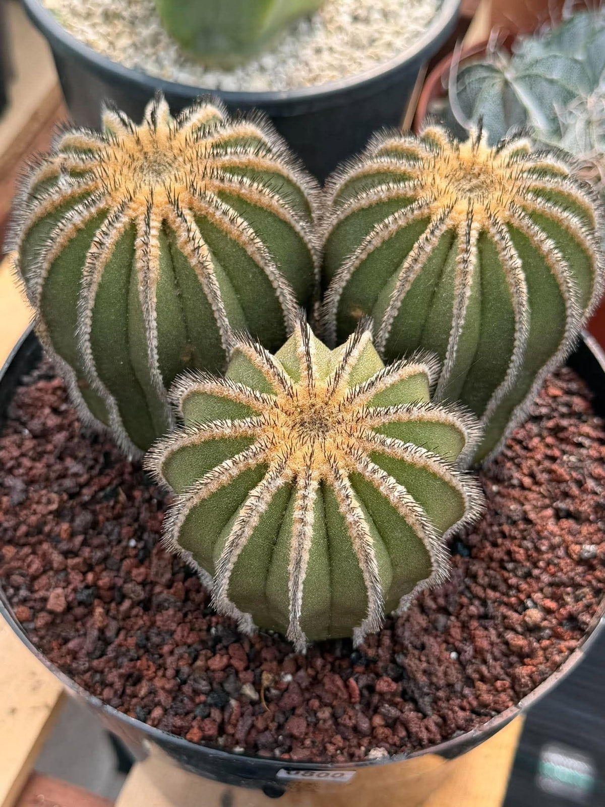 Rare 3‑Head Uebelmannia Pectinifera Cactus | Seed‑Grown Collector Specimen #800
