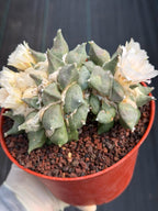 Ariocarpus Retusus Double Head – Rare Collector Cactus 