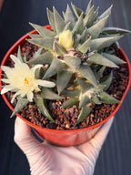 Ariocarpus Trigonus Cluster | Rare Flowering Seed-Grown Cactus | Collector Specimen