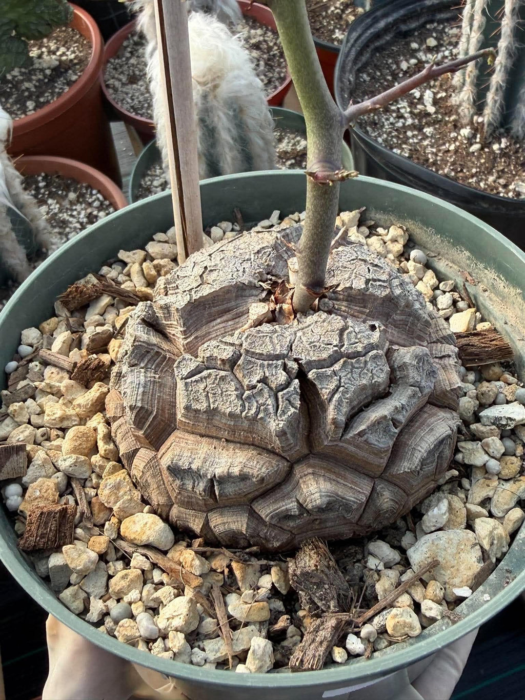 Dioscorea Elephantipes | Rare Seed-Grown Caudiciform Succulent | Turtle Back Plant