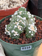 Astrophytum Asterias with Crested Pups | Rare Seed‑Grown Collector Cactus #235
