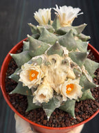 Ariocarpus Retusus Double Head – Rare Collector Cactus 