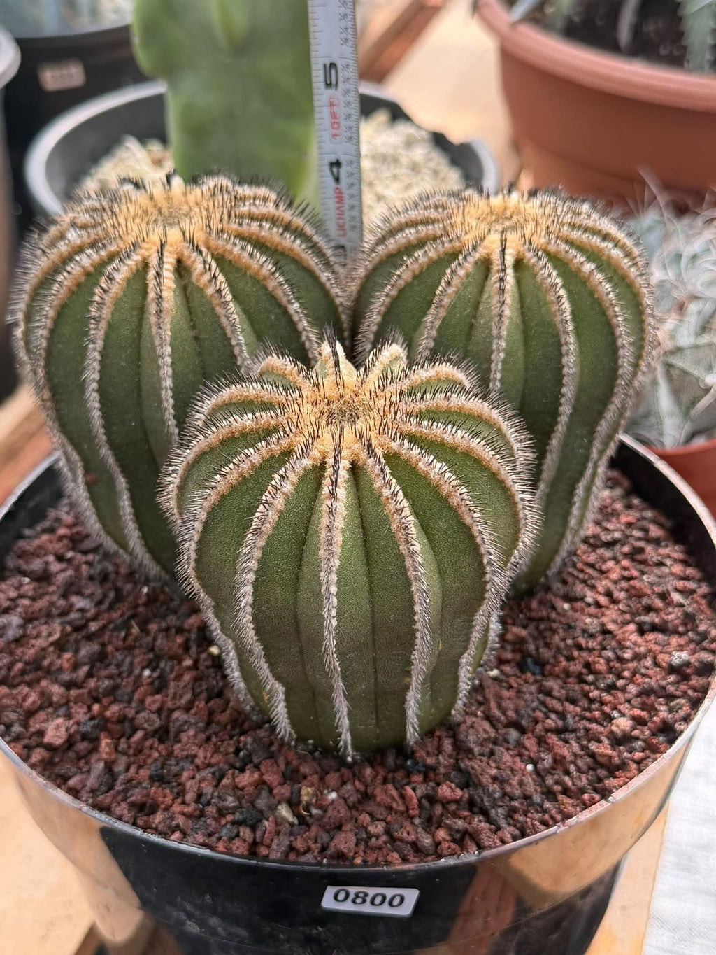 Rare 3‑Head Uebelmannia Pectinifera Cactus | Seed‑Grown Collector Specimen #800
