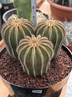 Rare 3‑Head Uebelmannia Pectinifera Cactus | Seed‑Grown Collector Specimen #800