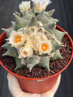 Ariocarpus Retusus Double Head – Rare Collector Cactus 
