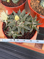 Ariocarpus Trigonus Cluster | Rare Flowering Seed-Grown Cactus | Collector Specimen
