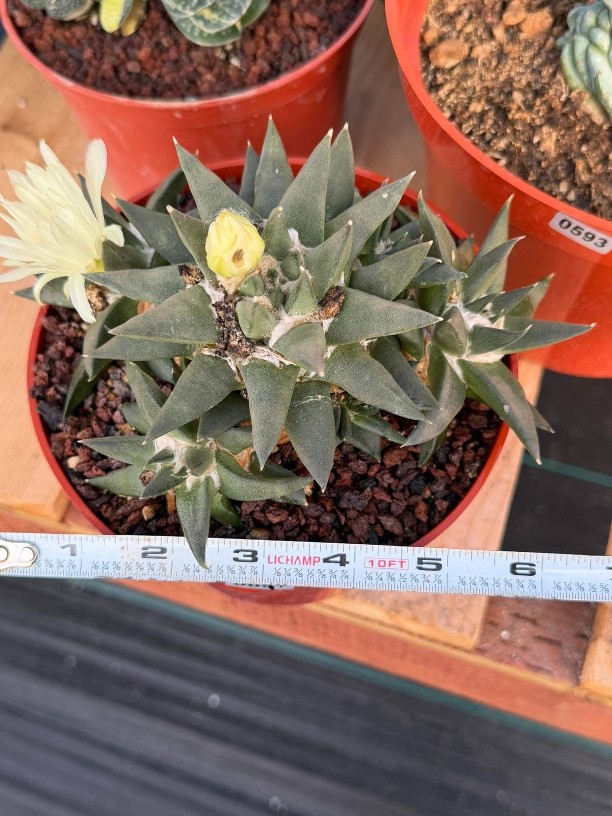 Ariocarpus Trigonus Cluster | Rare Flowering Seed-Grown Cactus | Collector Specimen