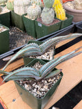Aloe Suprafoliata Mustache Aloe | Rare Succulent Plant | Collector Specimen