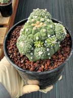 Astrophytum Kikko Cactus w/Pups – Rare Seed Grown Succulent #646
