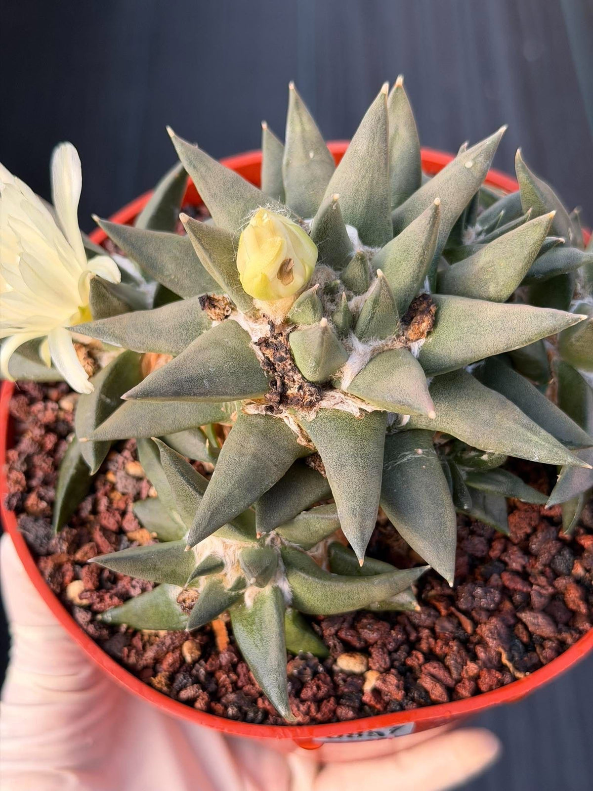 Ariocarpus Trigonus Cluster | Rare Flowering Seed-Grown Cactus | Collector Specimen