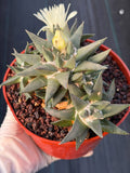 Ariocarpus Trigonus Cluster | Rare Flowering Seed-Grown Cactus | Collector Specimen
