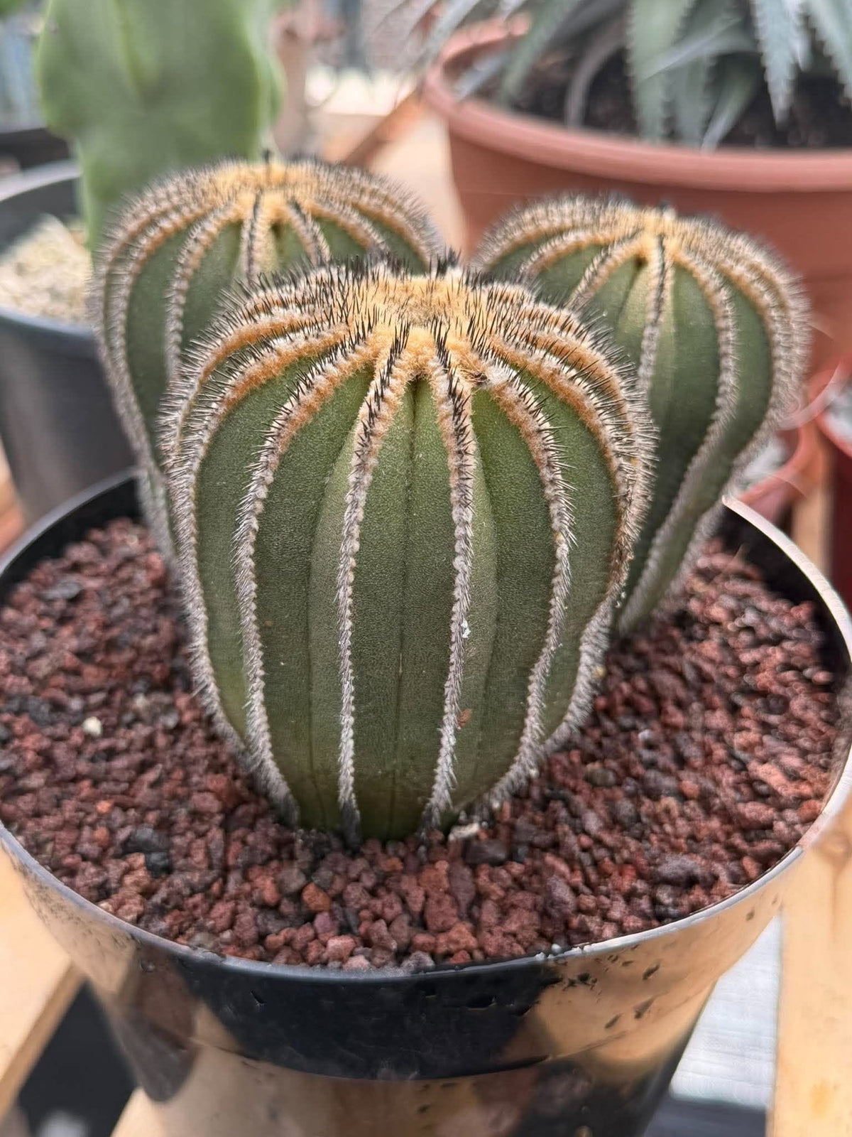 Rare 3‑Head Uebelmannia Pectinifera Cactus | Seed‑Grown Collector Specimen #800