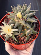 Ariocarpus Trigonus Cluster | Rare Flowering Seed-Grown Cactus | Collector Specimen