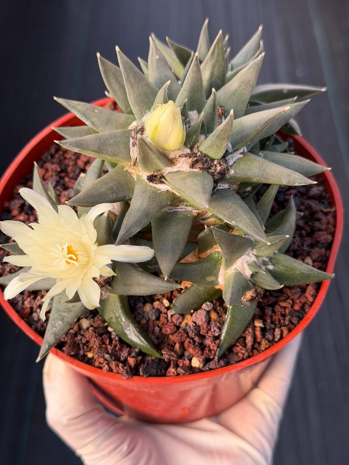Ariocarpus Trigonus Cluster | Rare Flowering Seed-Grown Cactus | Collector Specimen