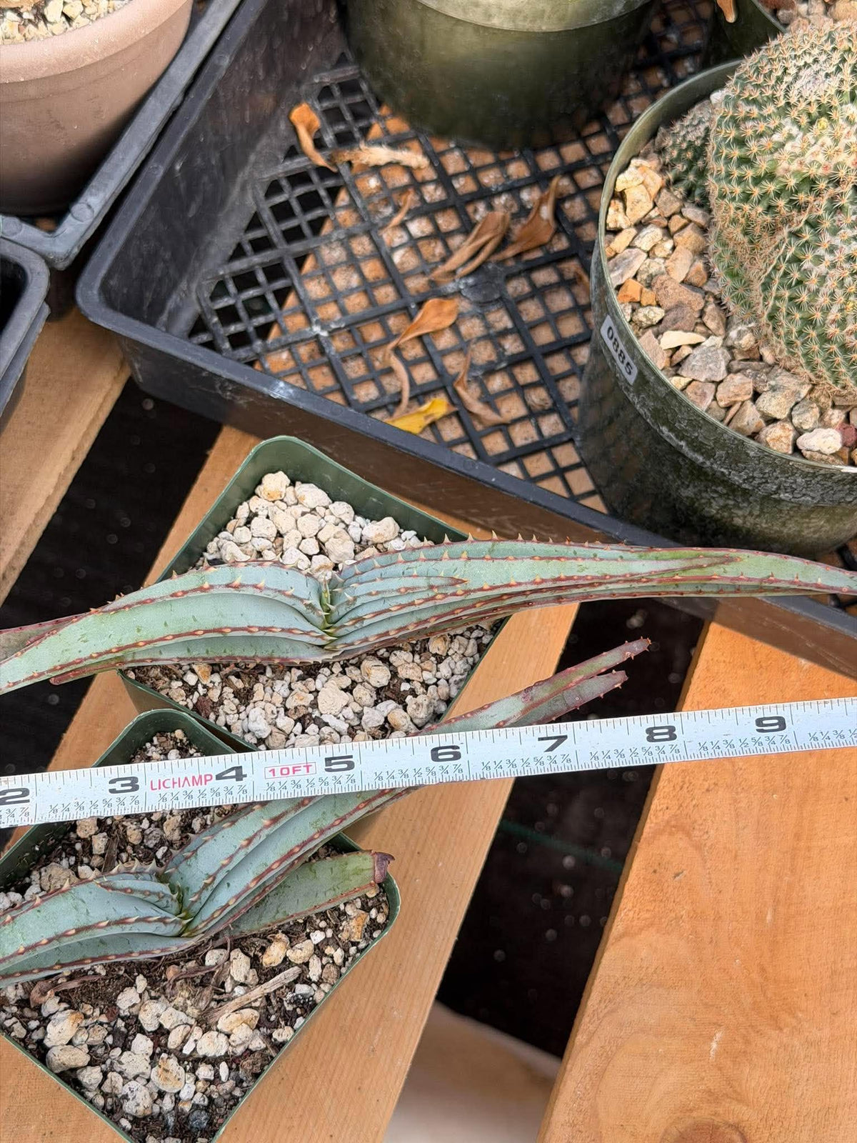 Aloe Suprafoliata Mustache Aloe | Rare Succulent Plant | Collector Specimen