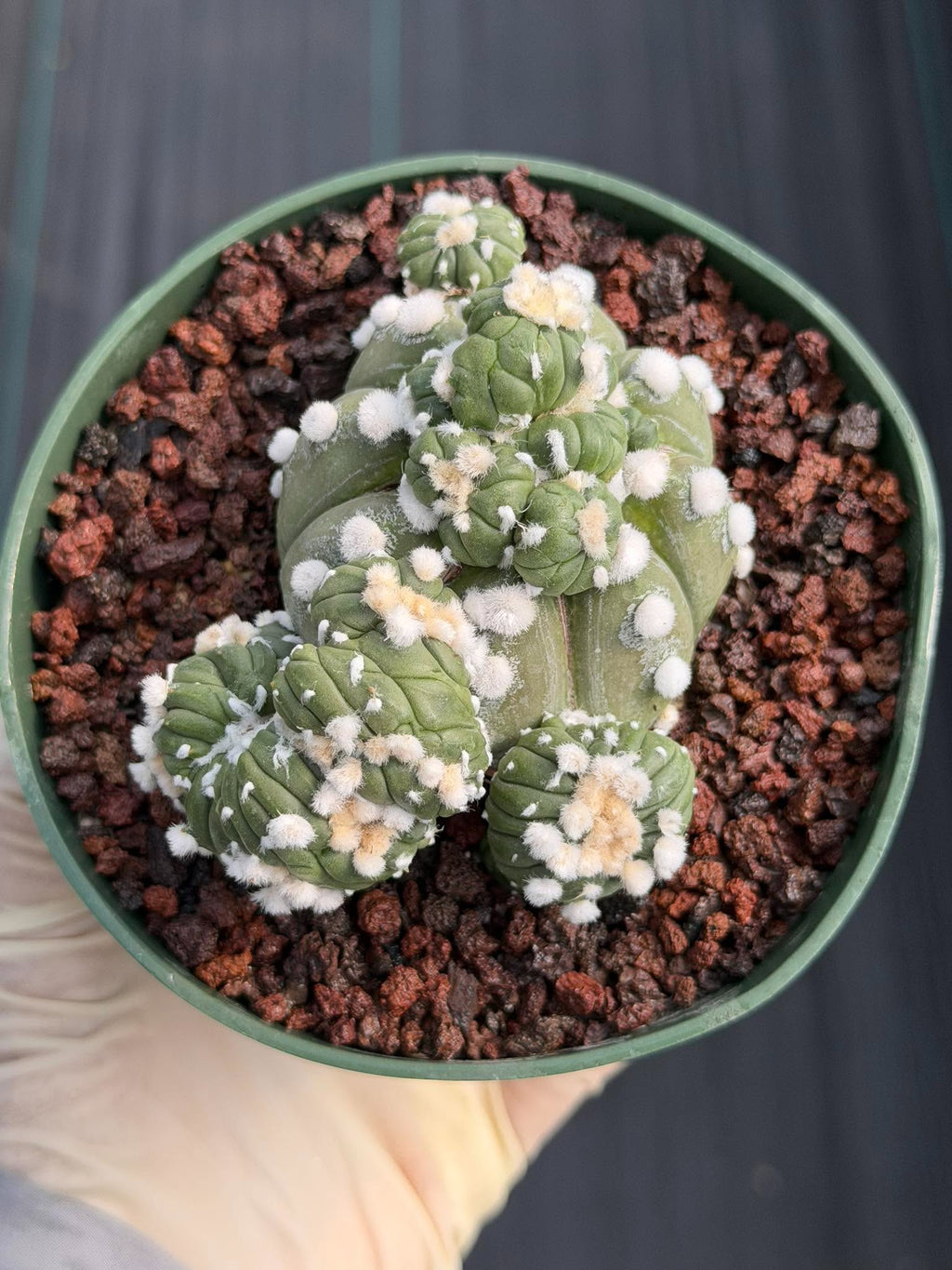 Astrophytum Asterias with Crested Pups | Rare Seed‑Grown Collector Cactus #235