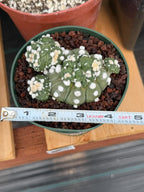 Astrophytum Asterias with Crested Pups | Rare Seed‑Grown Collector Cactus #235