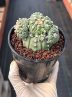 Astrophytum Kikko Cactus w/Pups – Rare Seed Grown Succulent #646