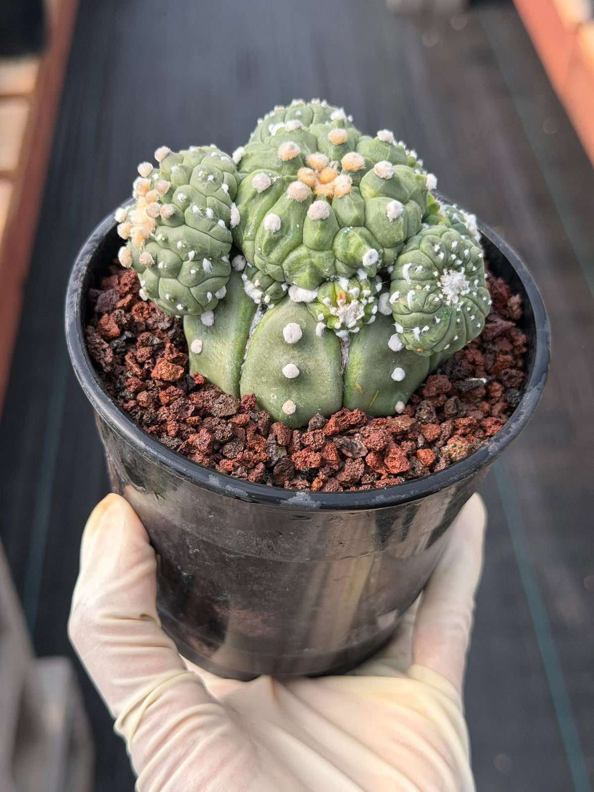 Astrophytum Kikko Cactus w/Pups – Rare Seed Grown Succulent #646