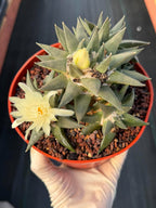 Ariocarpus Trigonus Cluster | Rare Flowering Seed-Grown Cactus | Collector Specimen