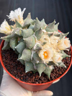 Ariocarpus Retusus Double Head – Rare Collector Cactus 