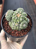 Astrophytum Kikko Cactus w/Pups – Rare Seed Grown Succulent #646