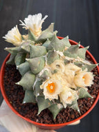 Ariocarpus Retusus Double Head – Rare Collector Cactus 