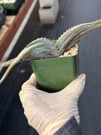 Aloe Suprafoliata Mustache Aloe | Rare Succulent Plant | Collector Specimen
