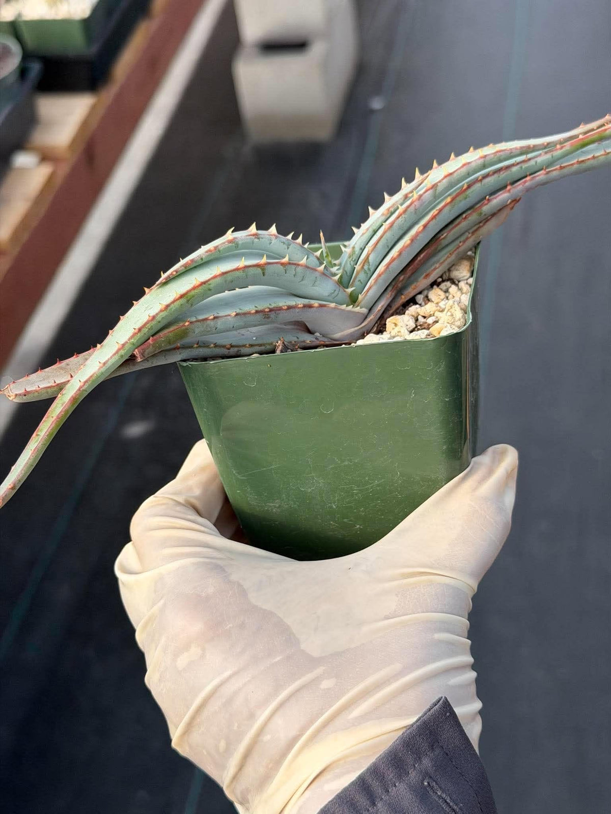 Aloe Suprafoliata Mustache Aloe | Rare Succulent Plant | Collector Specimen