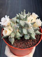 Ariocarpus Retusus Double Head – Rare Collector Cactus 