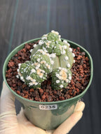 Astrophytum Asterias with Crested Pups | Rare Seed‑Grown Collector Cactus #235