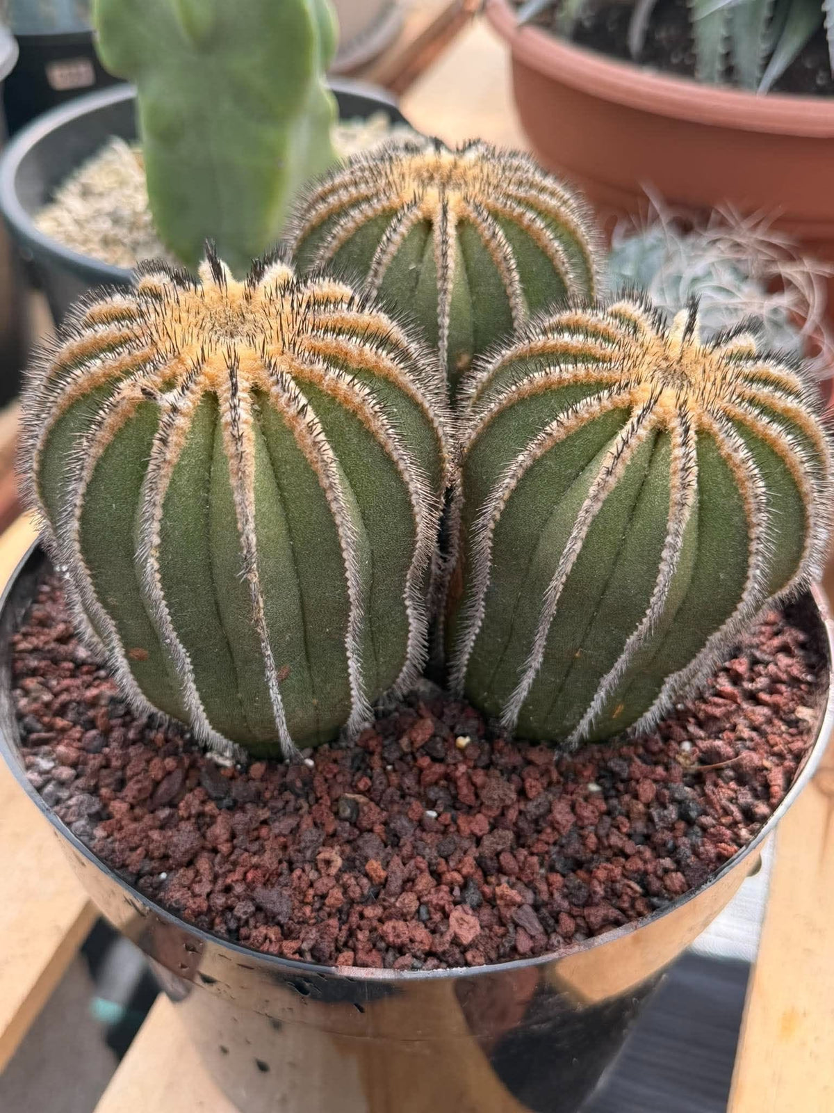 Rare 3‑Head Uebelmannia Pectinifera Cactus | Seed‑Grown Collector Specimen #800