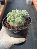 Astrophytum Kikko Cactus w/Pups – Rare Seed Grown Succulent #646