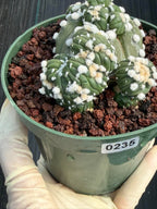 Astrophytum Asterias with Crested Pups | Rare Seed‑Grown Collector Cactus #235